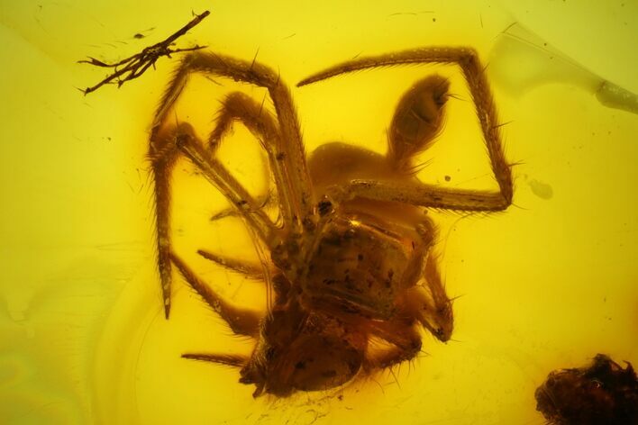 Detailed Fossil Spider (Araneae) in Baltic Amber #166223